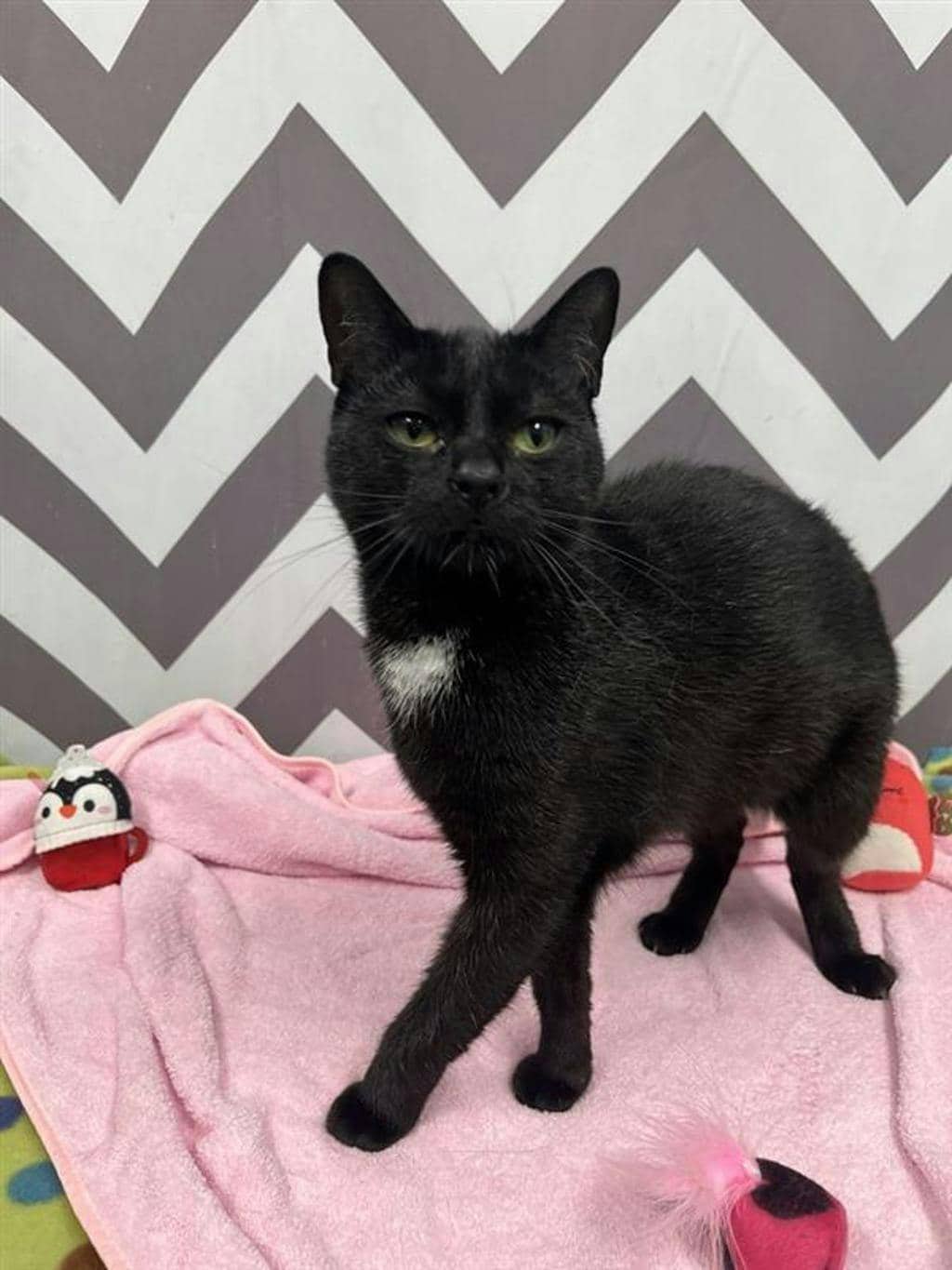 Sophie - Domestic Short Hair available for adoption