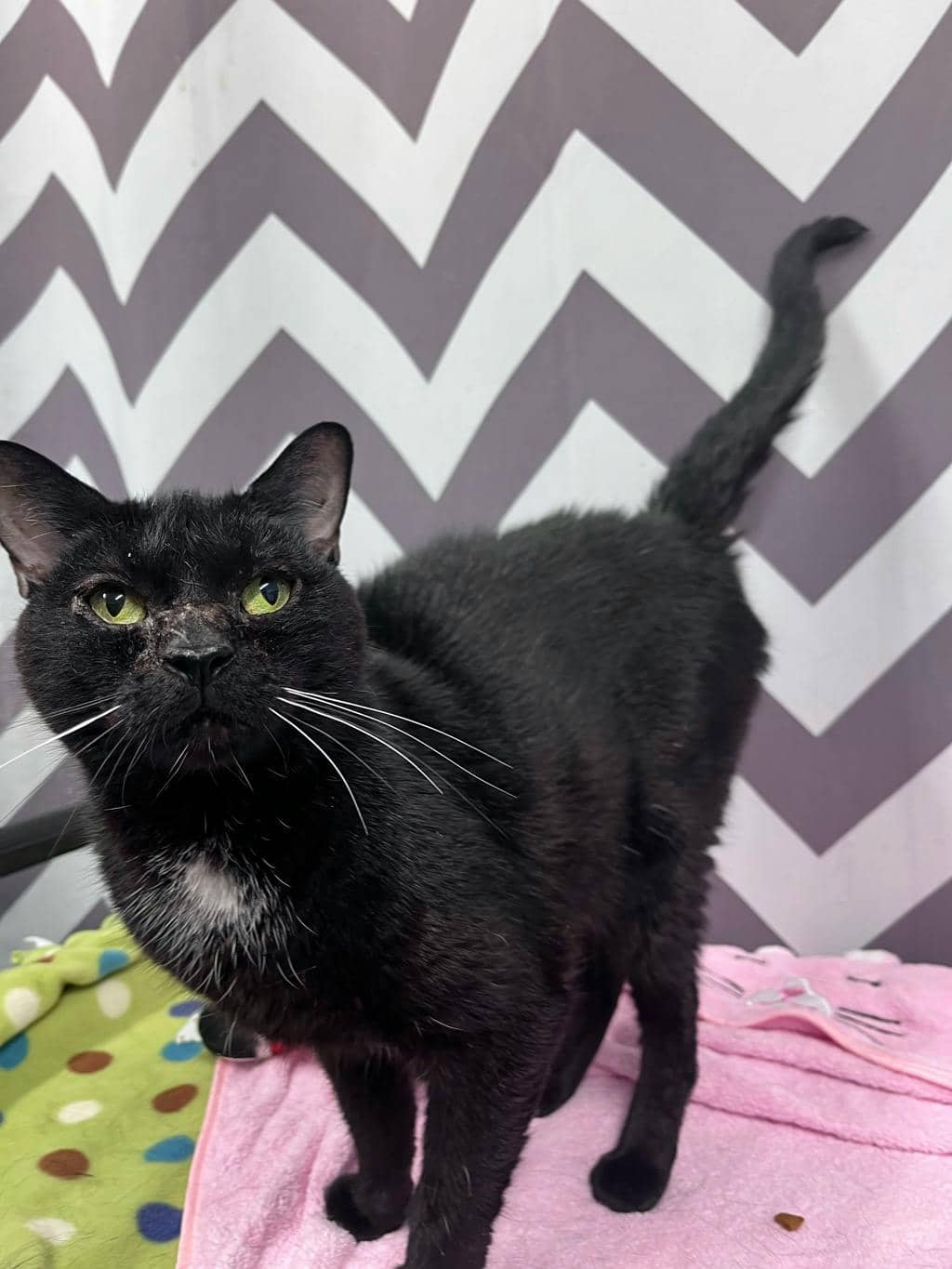 Willa - Domestic Short Hair available for adoption