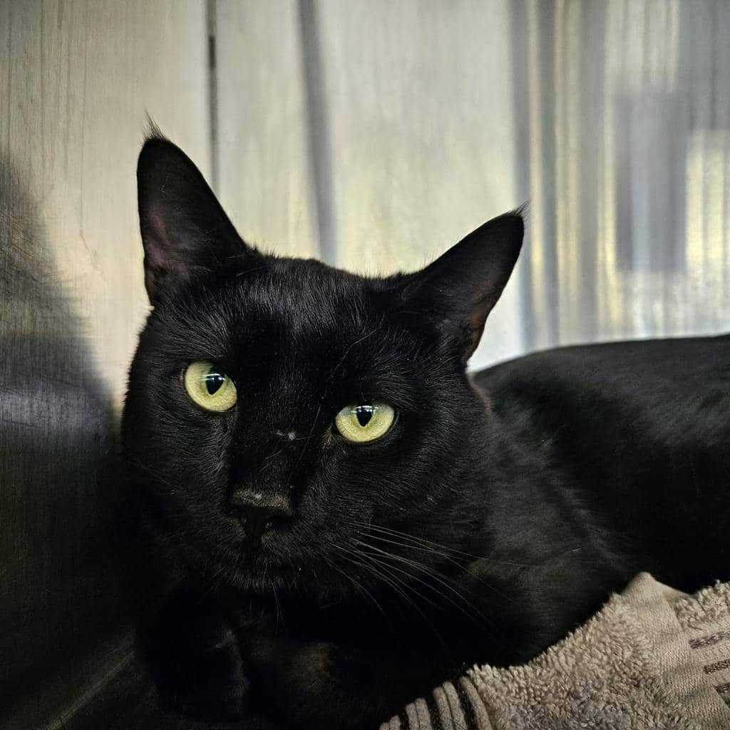 Smee - Domestic Short Hair cat available for adoption in Ontario