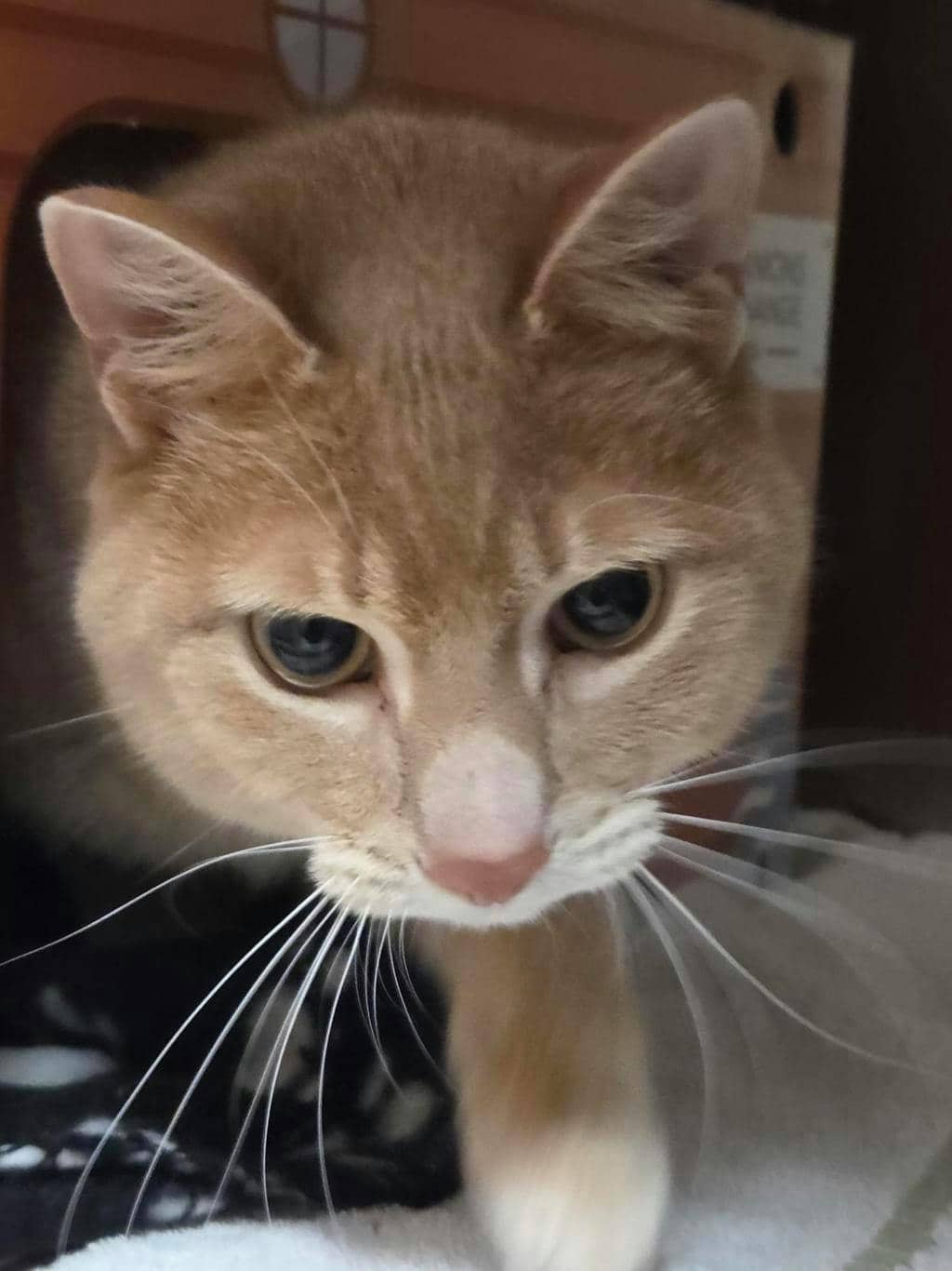 Chai - Domestic Short Hair available for adoption