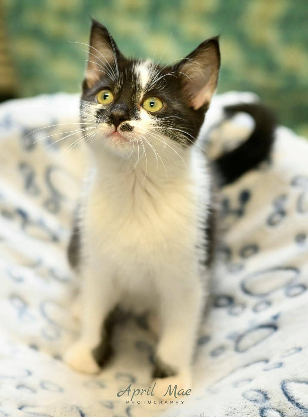 Shore (petsmart Orangeville) - Domestic Short Hair available for adoption