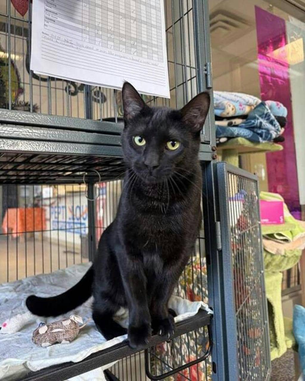 Tae Tae - Domestic Short Hair available for adoption