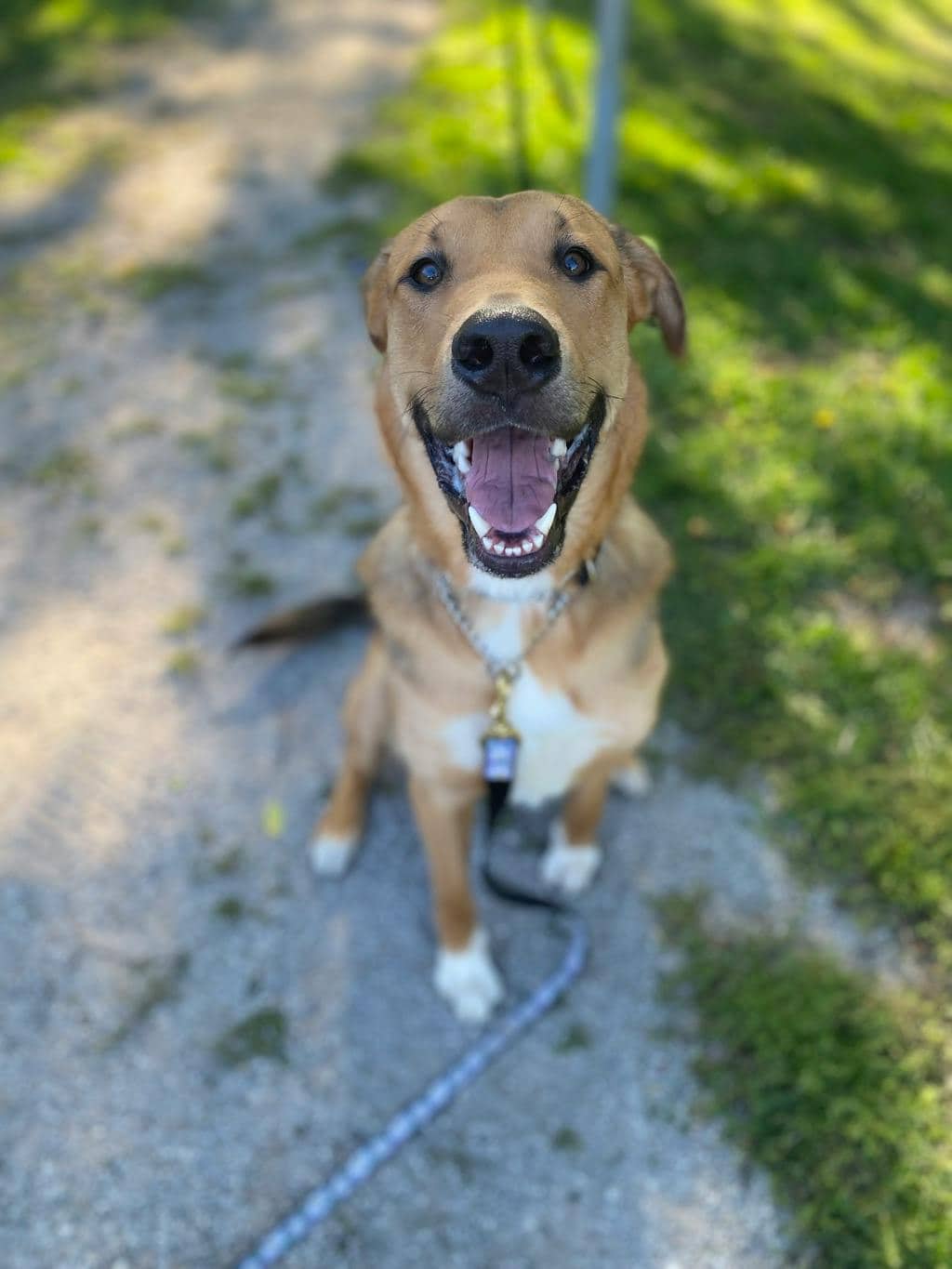Jasper - German Shepherd available for adoption in Ontario