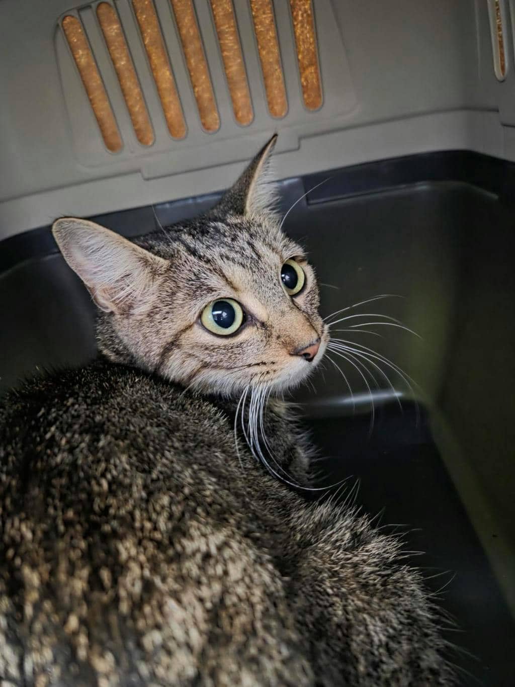 Jamie Lee Purtis - Domestic Short Hair cat available for adoption at Ontario SPCA (Toronto Area) in Stouffville