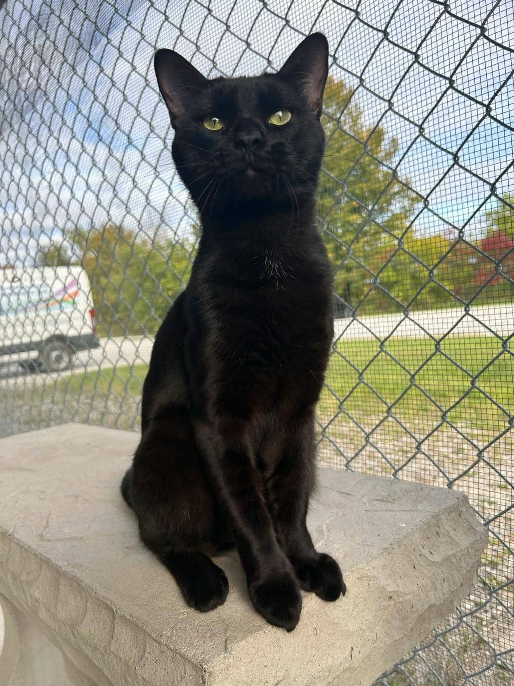 Teddy - Domestic Short Hair cat available for adoption in Ontario
