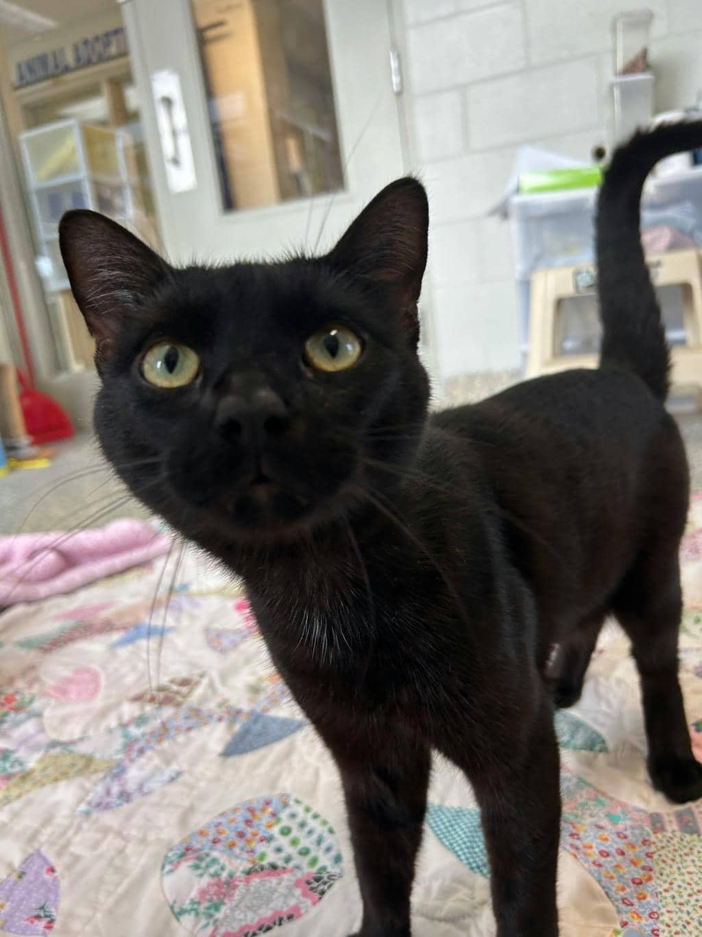 Teddy - Domestic Short Hair available for adoption
