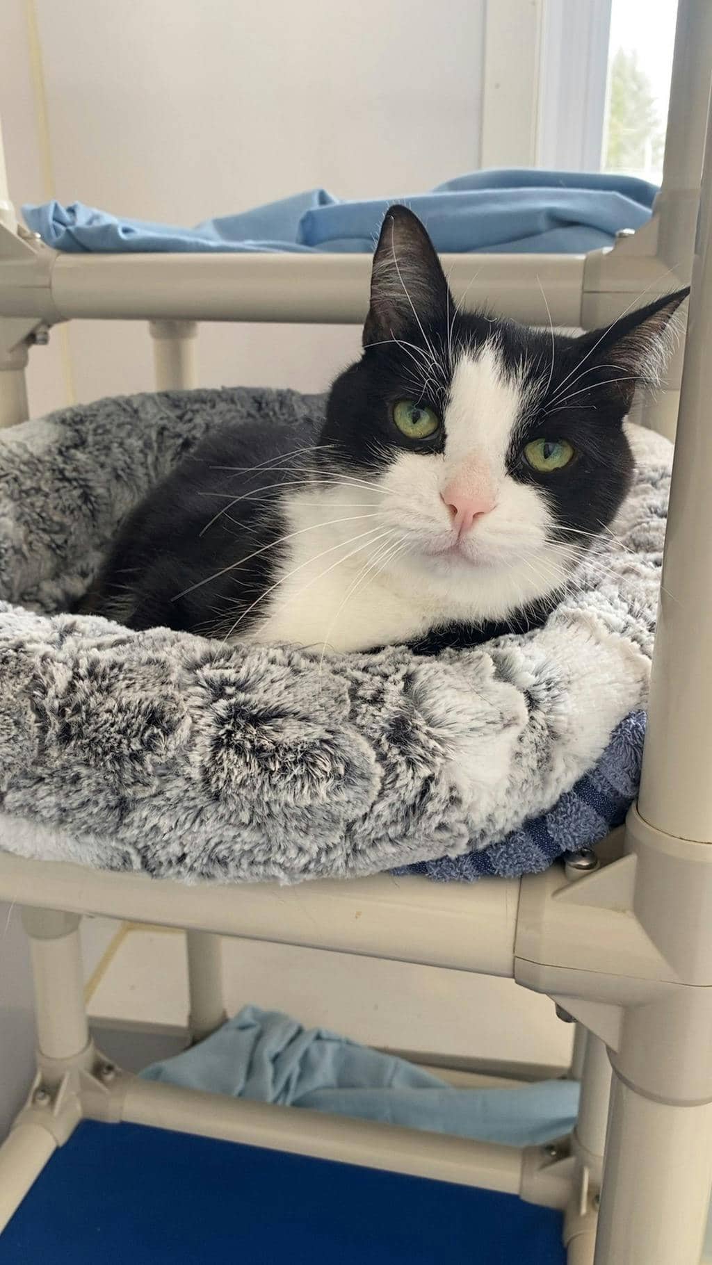 Tommy - Domestic Short Hair available for adoption