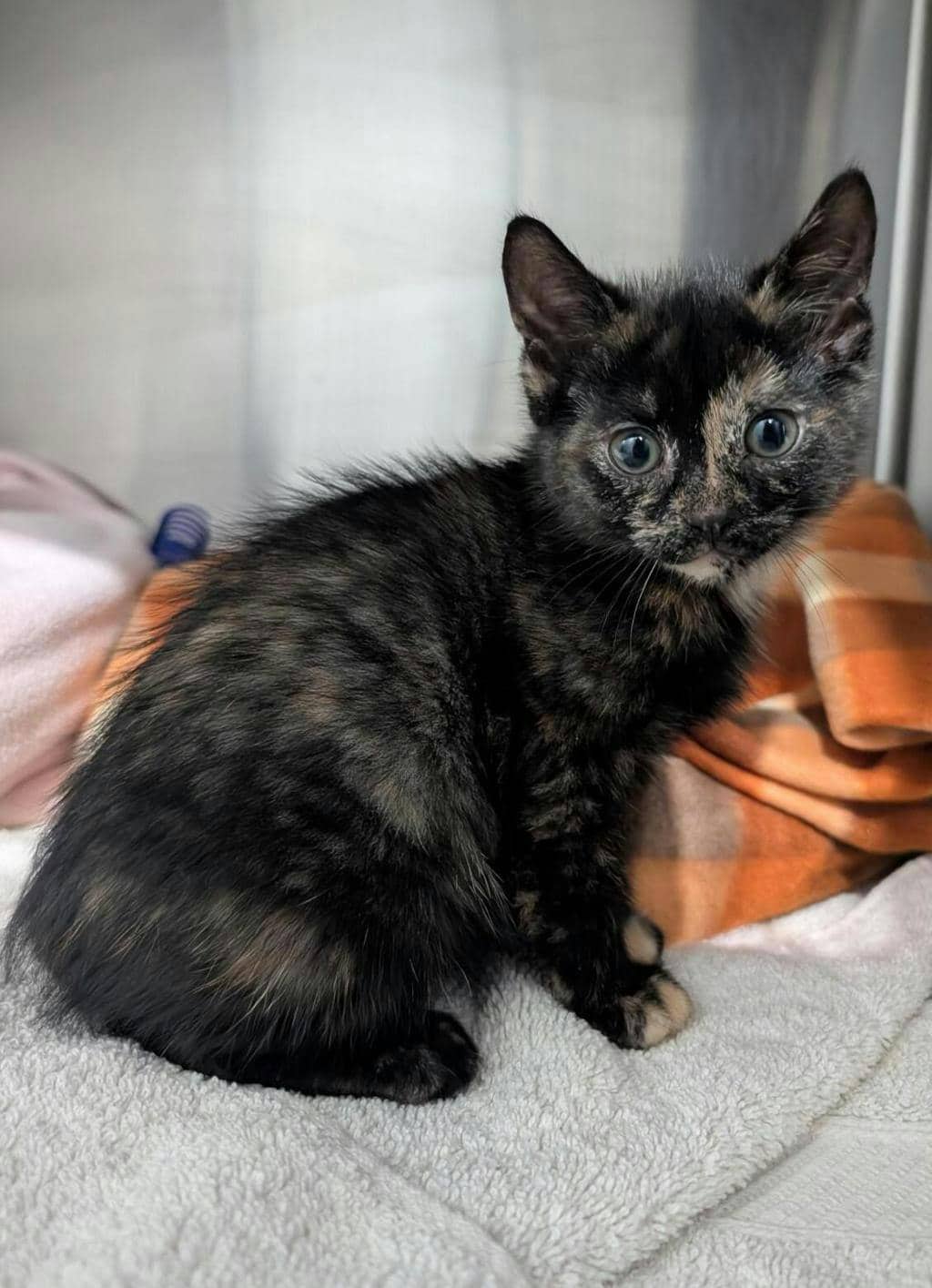 Maude - Domestic Short Hair cat available for adoption at Ontario SPCA (Central Ontario) in Orillia