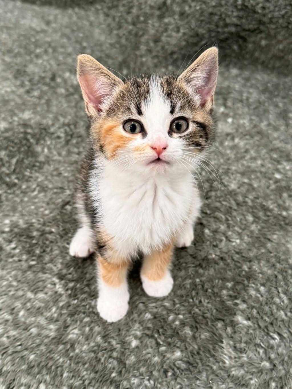 Ana (petsmart Orangeville) - Domestic Medium Hair available for adoption