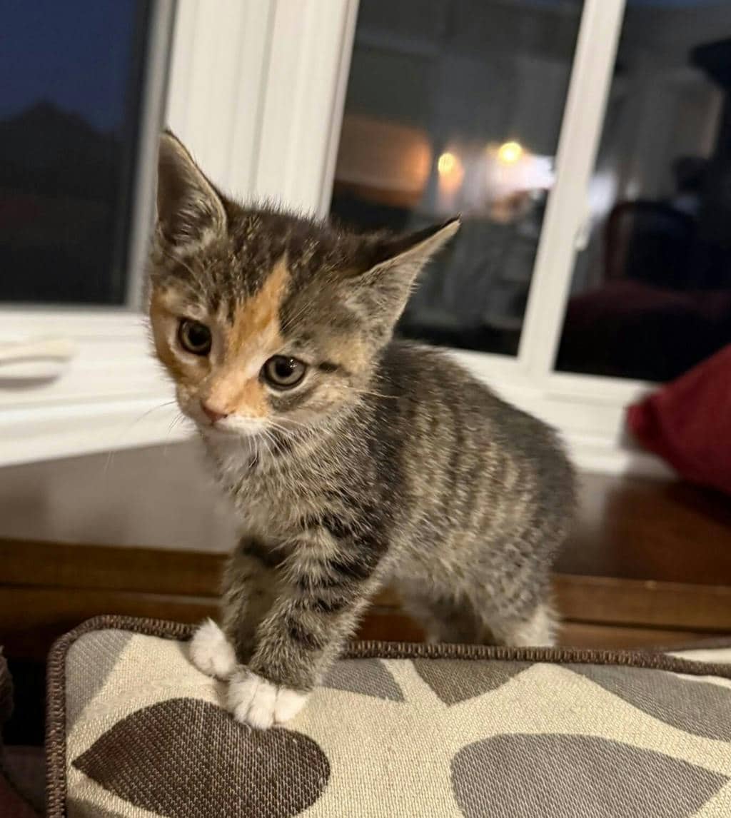 Fatima (petsmart Orangeville) - Domestic Medium Hair available for adoption