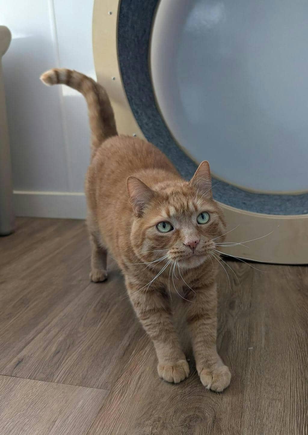 Benjamin - Domestic Short Hair cat available for adoption in Ontario