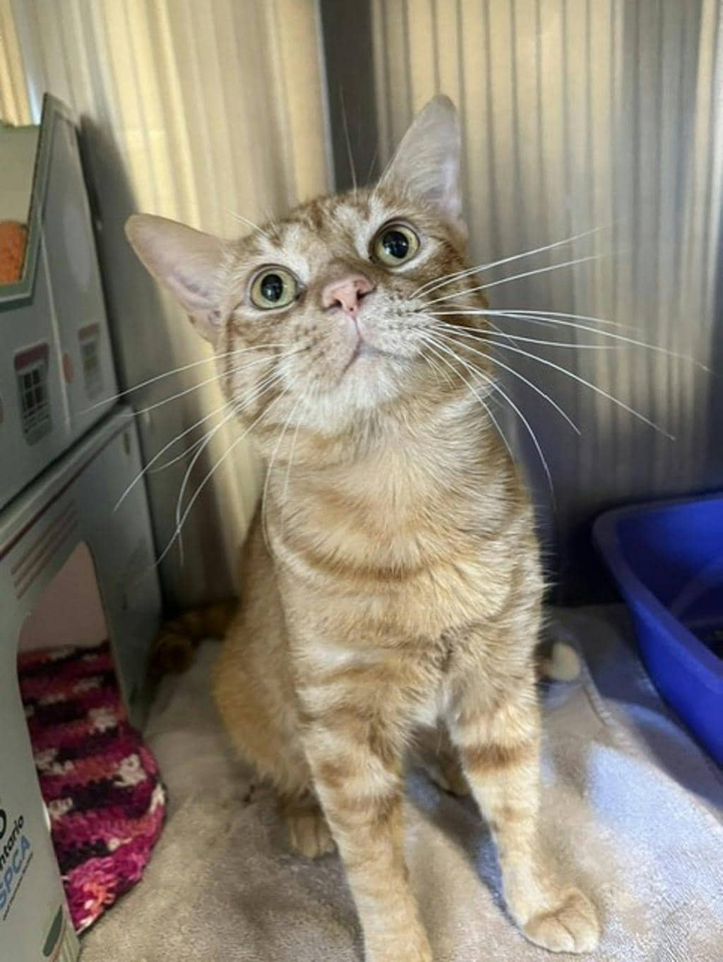 Cheddar - Domestic Short Hair available for adoption