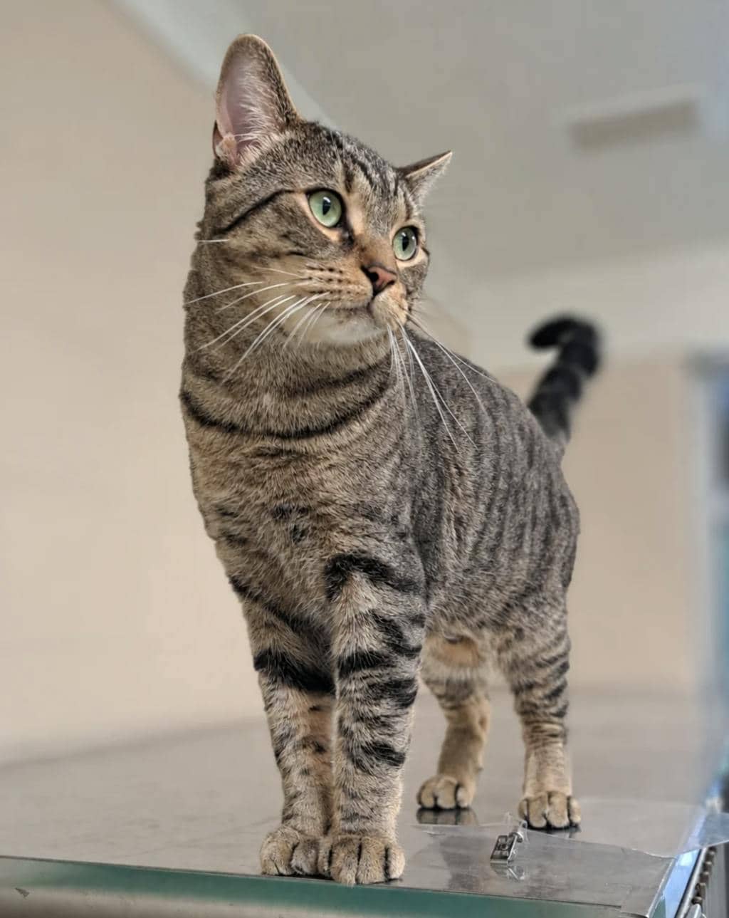 Oliver - Domestic Short Hair available for adoption