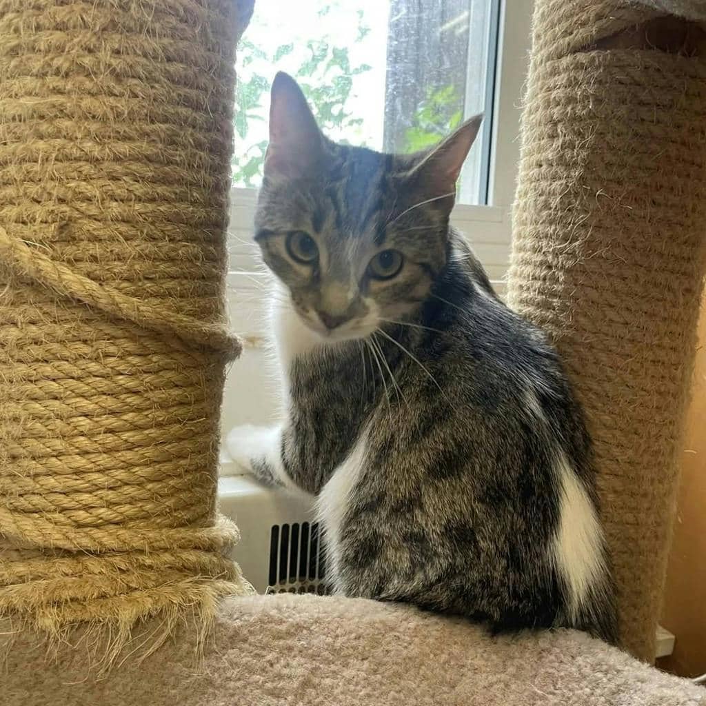 Fernigan - Domestic Short Hair cat available for adoption at Ontario SPCA (Central Ontario) in Bracebridge