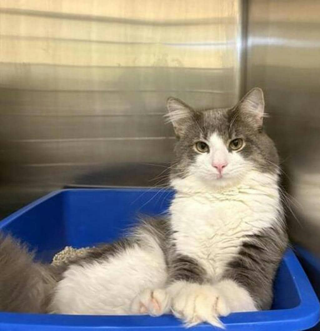 Fancy Pants - Domestic Medium Hair available for adoption