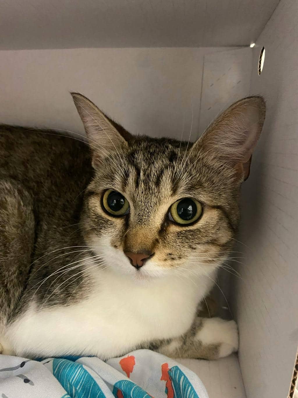 Mila - Domestic Short Hair cat available for adoption at Ontario SPCA (Sudbury) in Sudbury