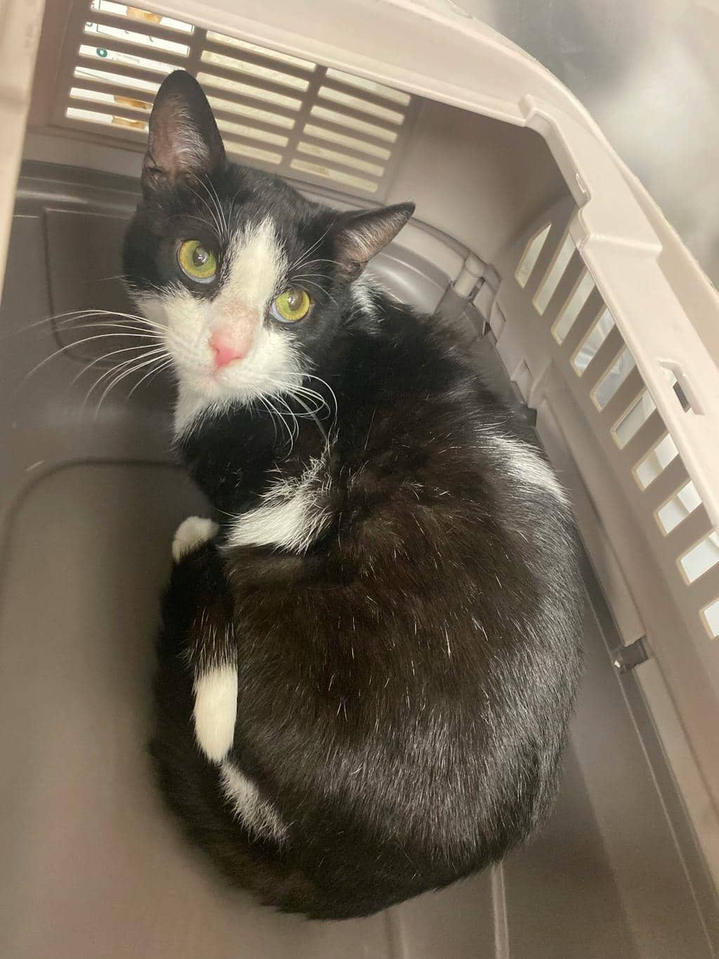 Diamond - Domestic Short Hair available for adoption