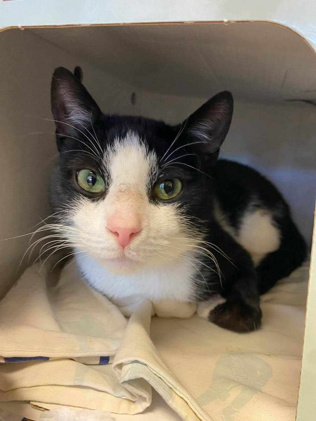 Bear - Domestic Short Hair available for adoption