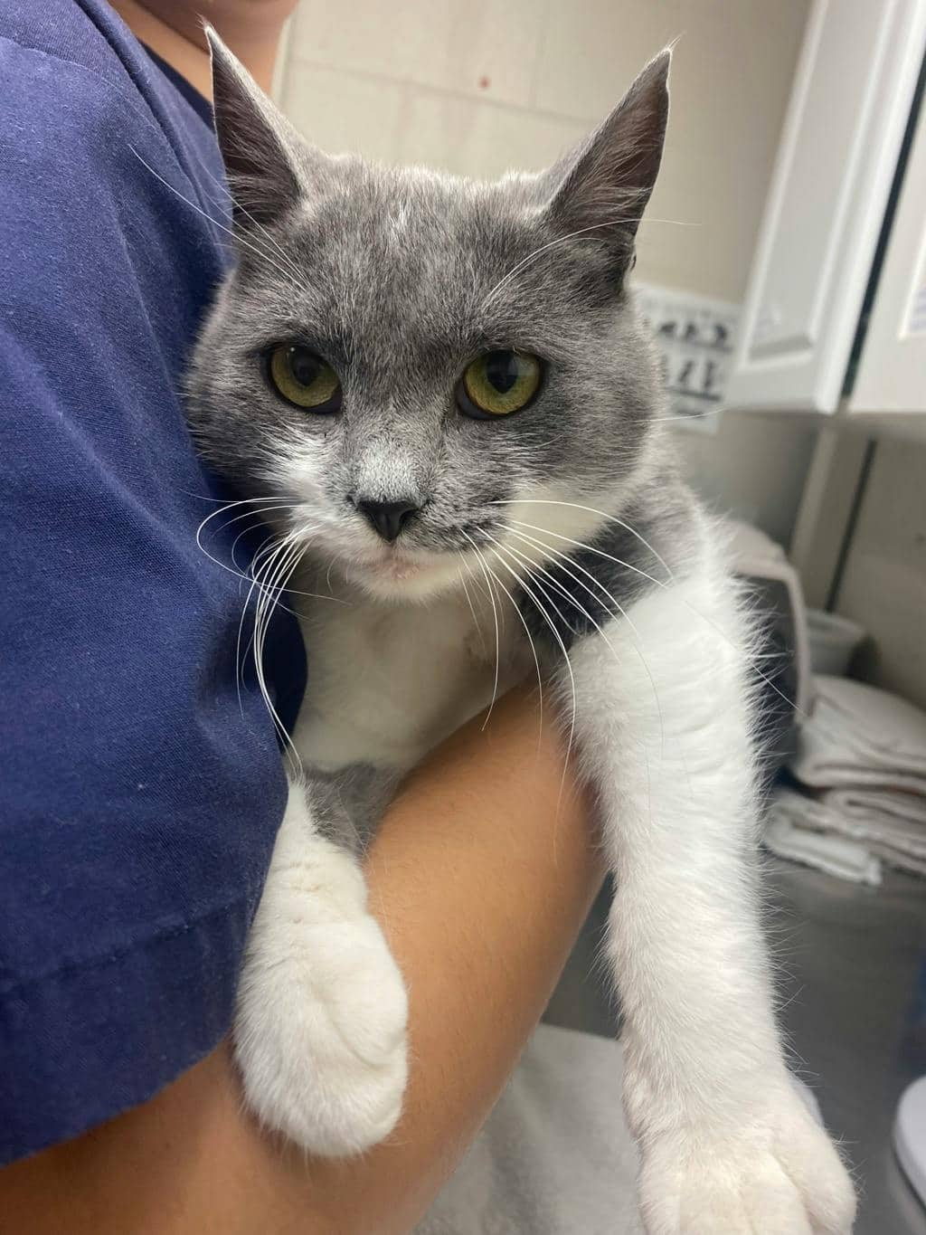Teddy - Domestic Short Hair cat available for adoption at Ontario SPCA (Sudbury) in Sudbury