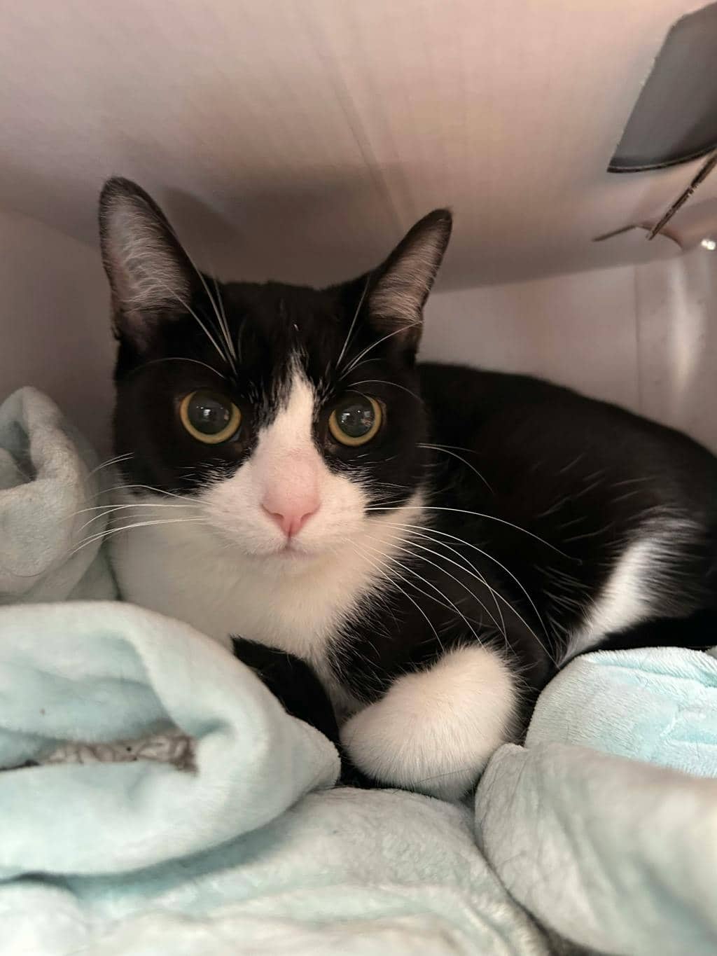 Baby Kitty - Domestic Short Hair cat available for adoption at Ontario SPCA (Central Ontario) in Midland