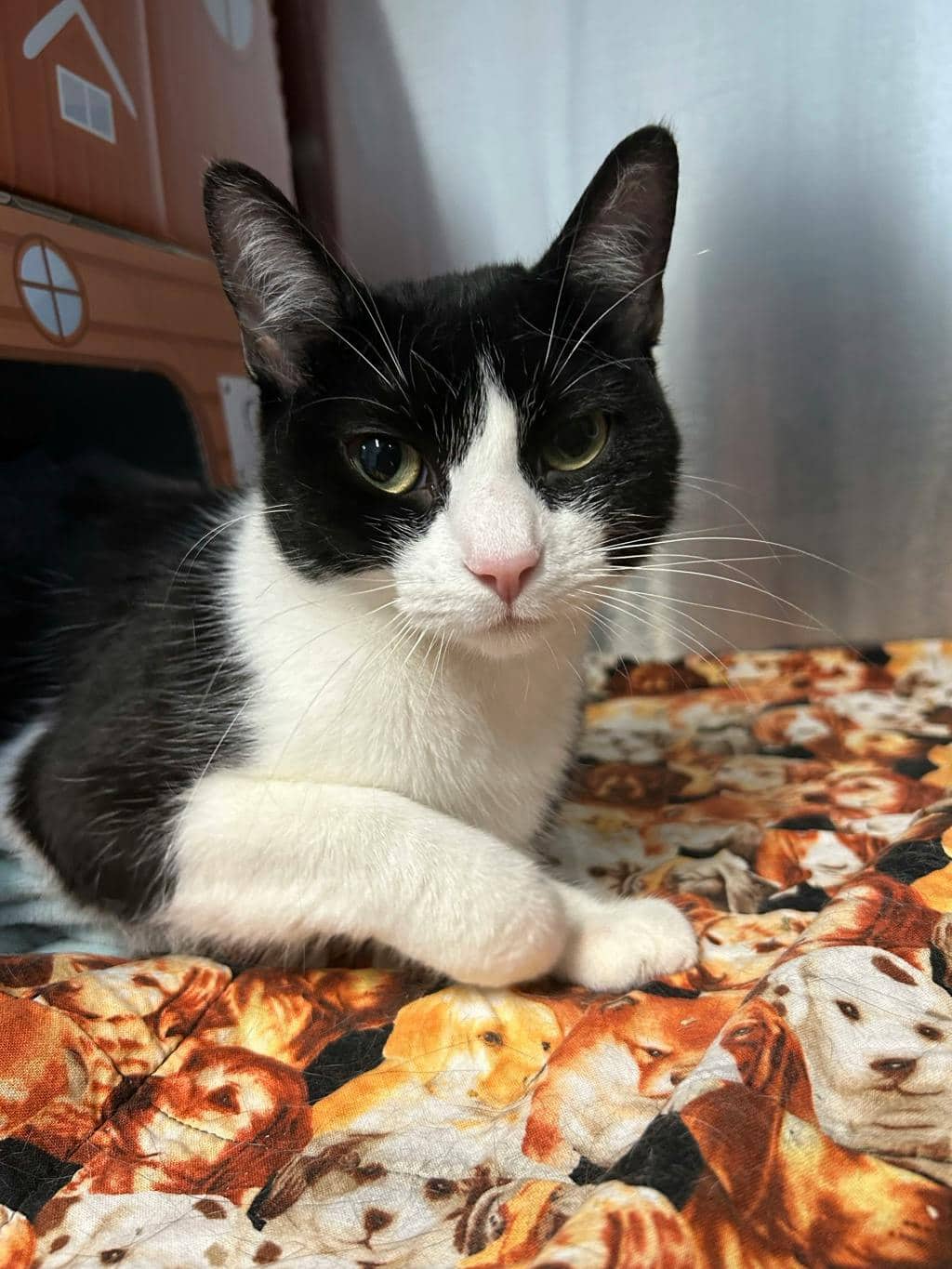 Baby Kitty - Domestic Short Hair cat available for adoption in Ontario