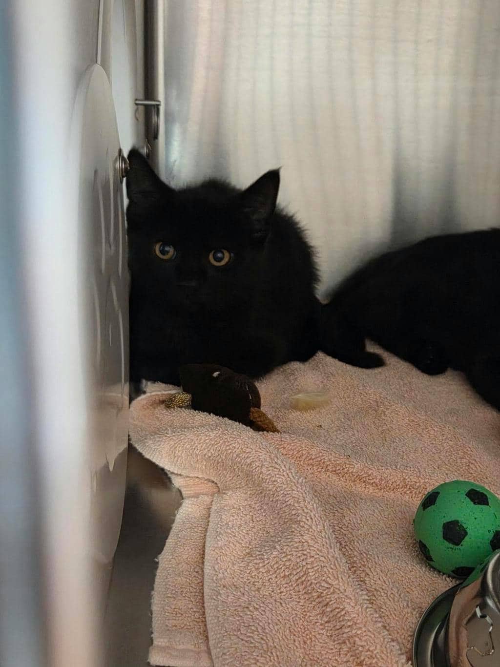 Tristis - Domestic Short Hair available for adoption