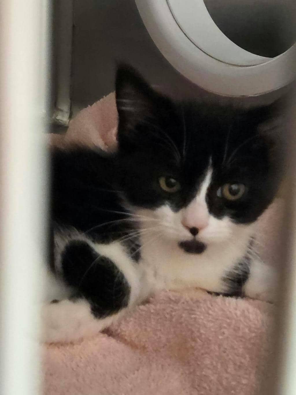 Timor - Domestic Short Hair cat available for adoption at Ontario SPCA (Central Ontario) in Midland