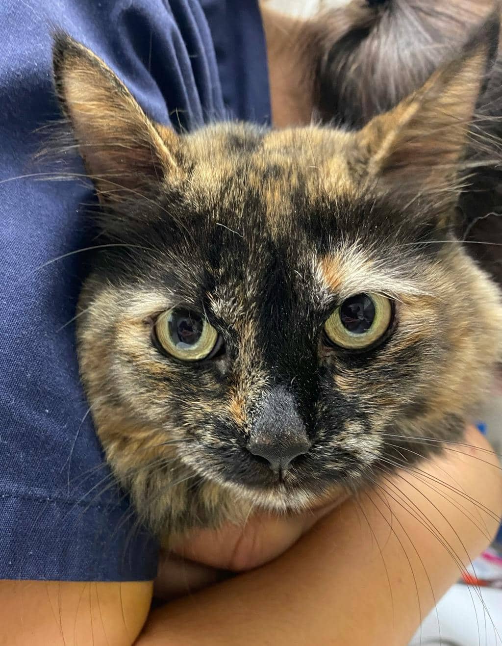 Pepper - Domestic Medium Hair cat available for adoption at Ontario SPCA (Sudbury) in Sudbury