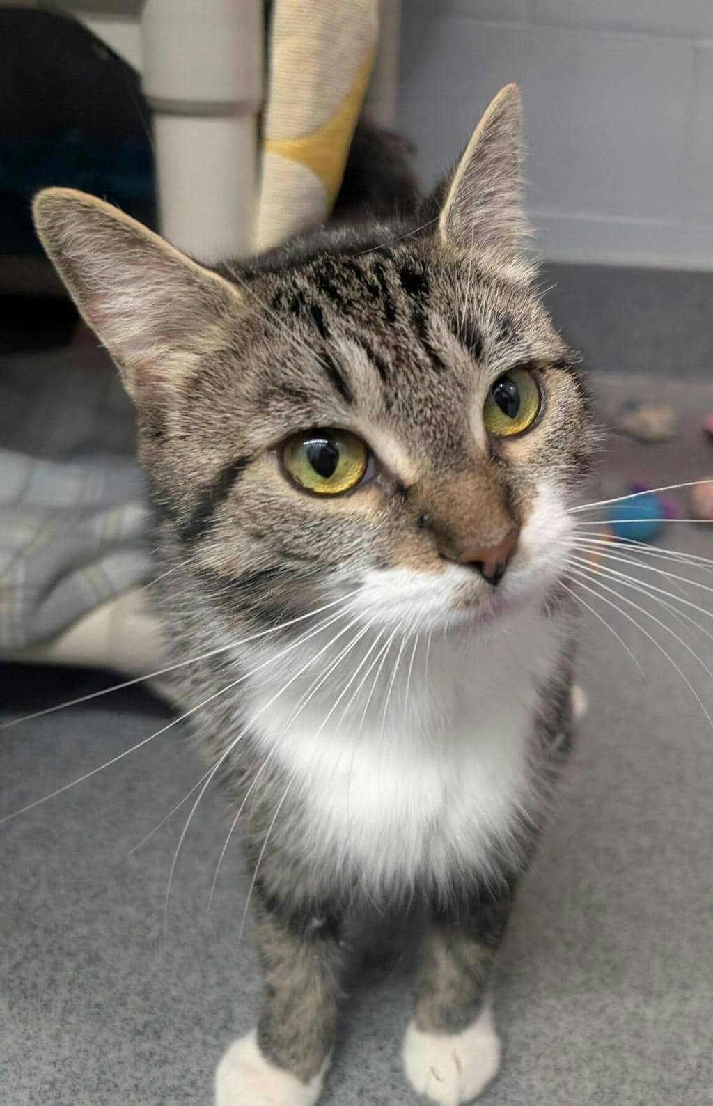 Star - Domestic Short Hair cat available for adoption at Ontario SPCA (Central Ontario) in Orillia