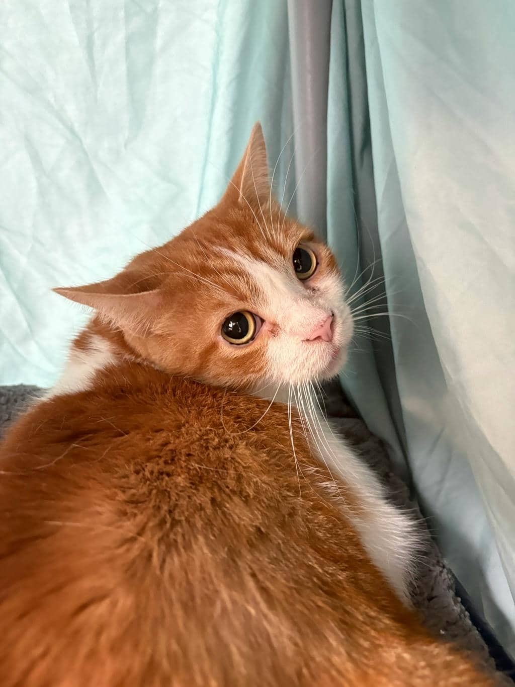 Saffron - Domestic Short Hair available for adoption