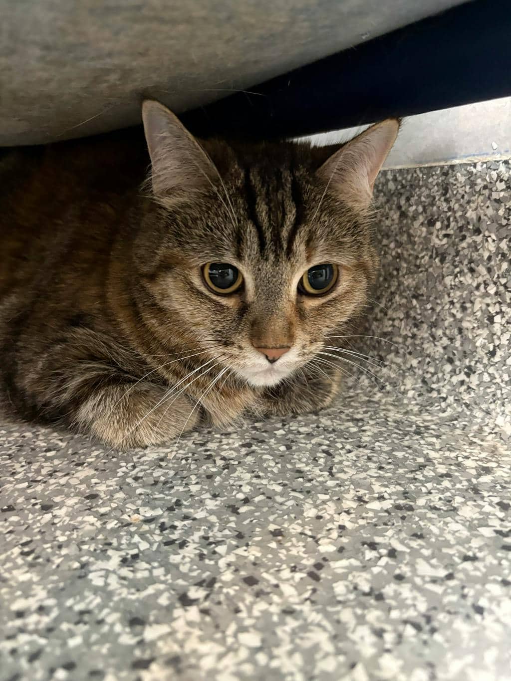 Lola - Domestic Short Hair cat available for adoption at Ontario SPCA (Toronto Area) in Stouffville