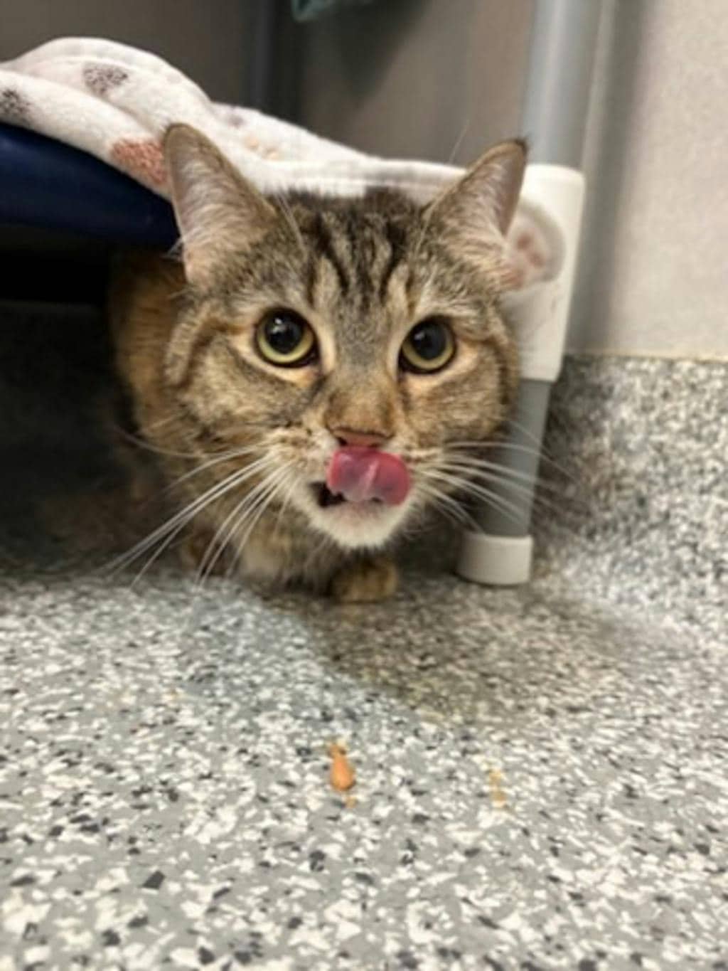 Lola - Domestic Short Hair available for adoption