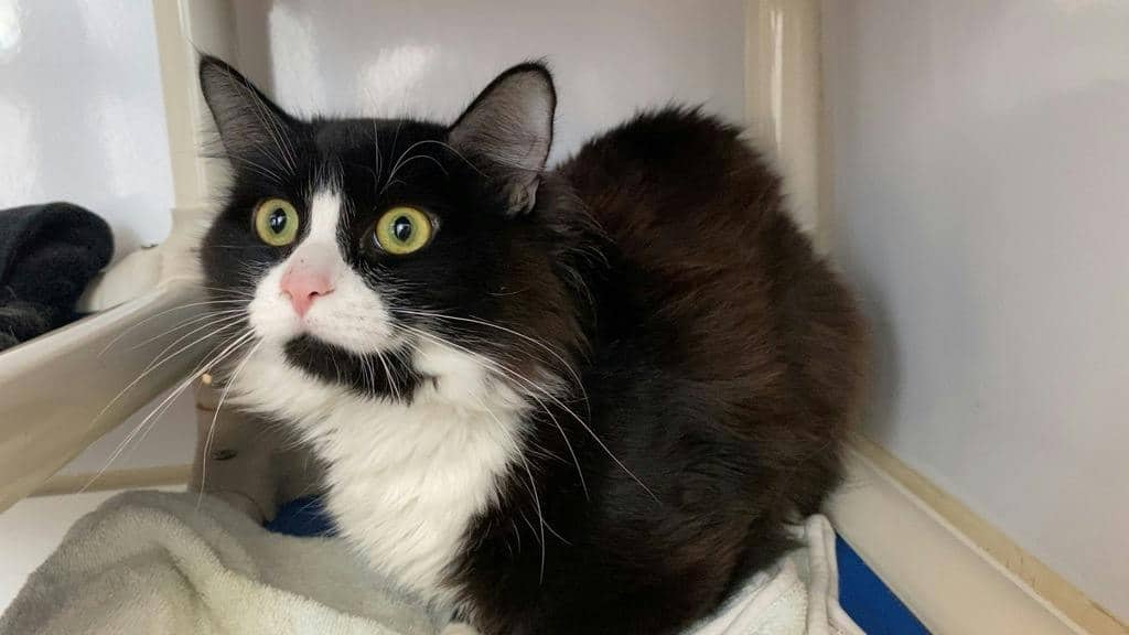 Ramen - Persian cat available for adoption at Ontario SPCA (Central Ontario) in Orillia
