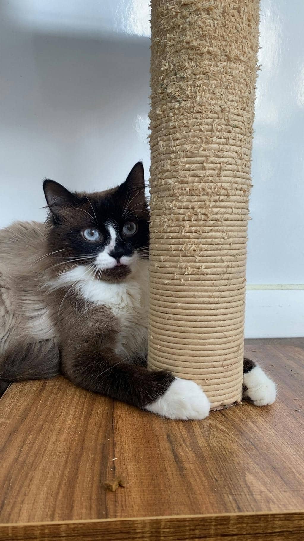 Chow Mein - Persian available for adoption