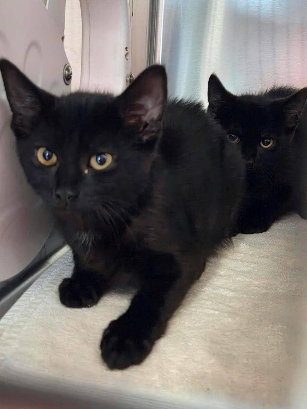 Nuper - Domestic Short Hair available for adoption