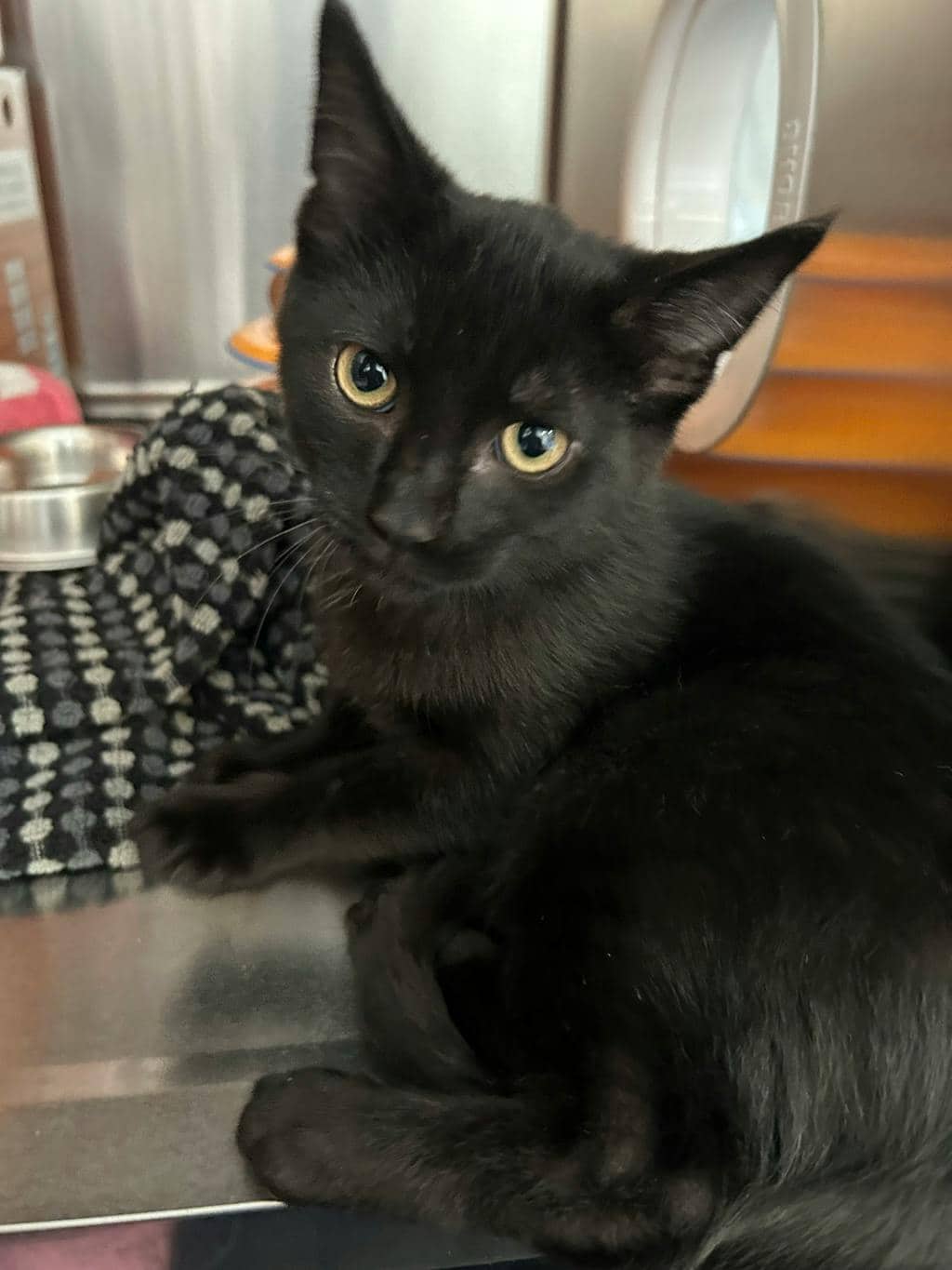 Nuper - Domestic Short Hair available for adoption