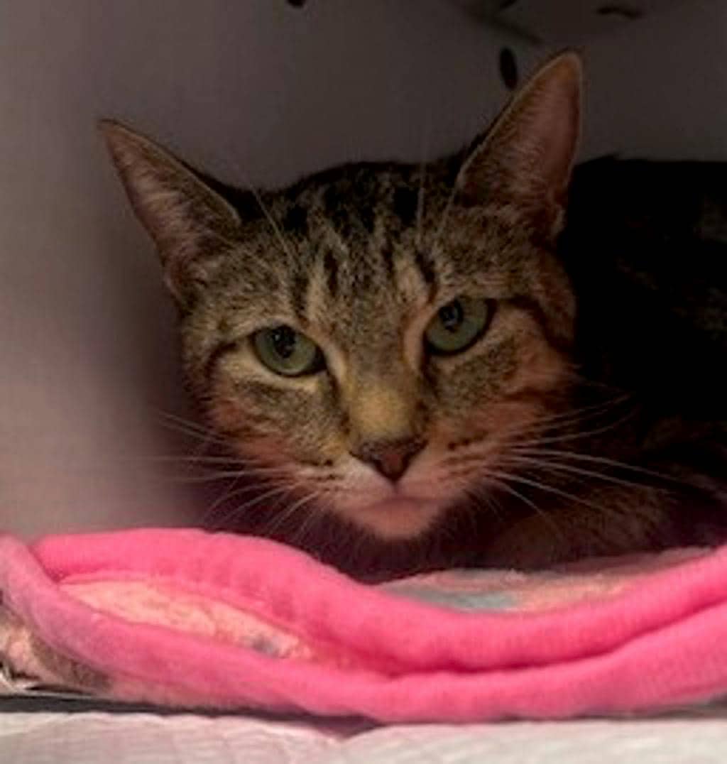 Stella - Domestic Short Hair cat available for adoption at Ontario SPCA (Central Ontario) in Bracebridge