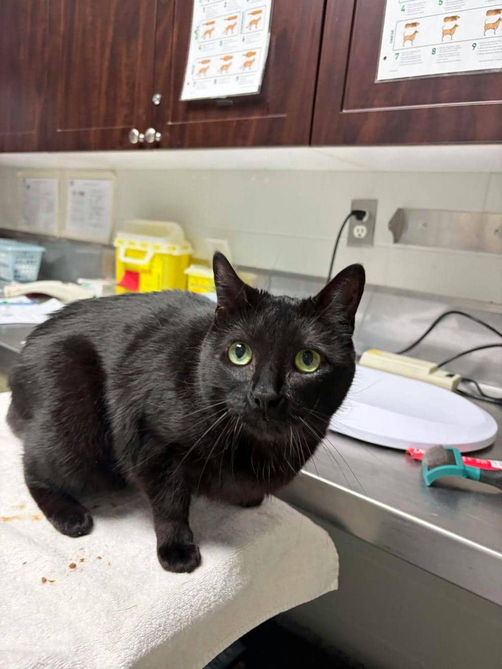 Zoey - Domestic Short Hair cat available for adoption at Ontario SPCA (Central Ontario) in Midland