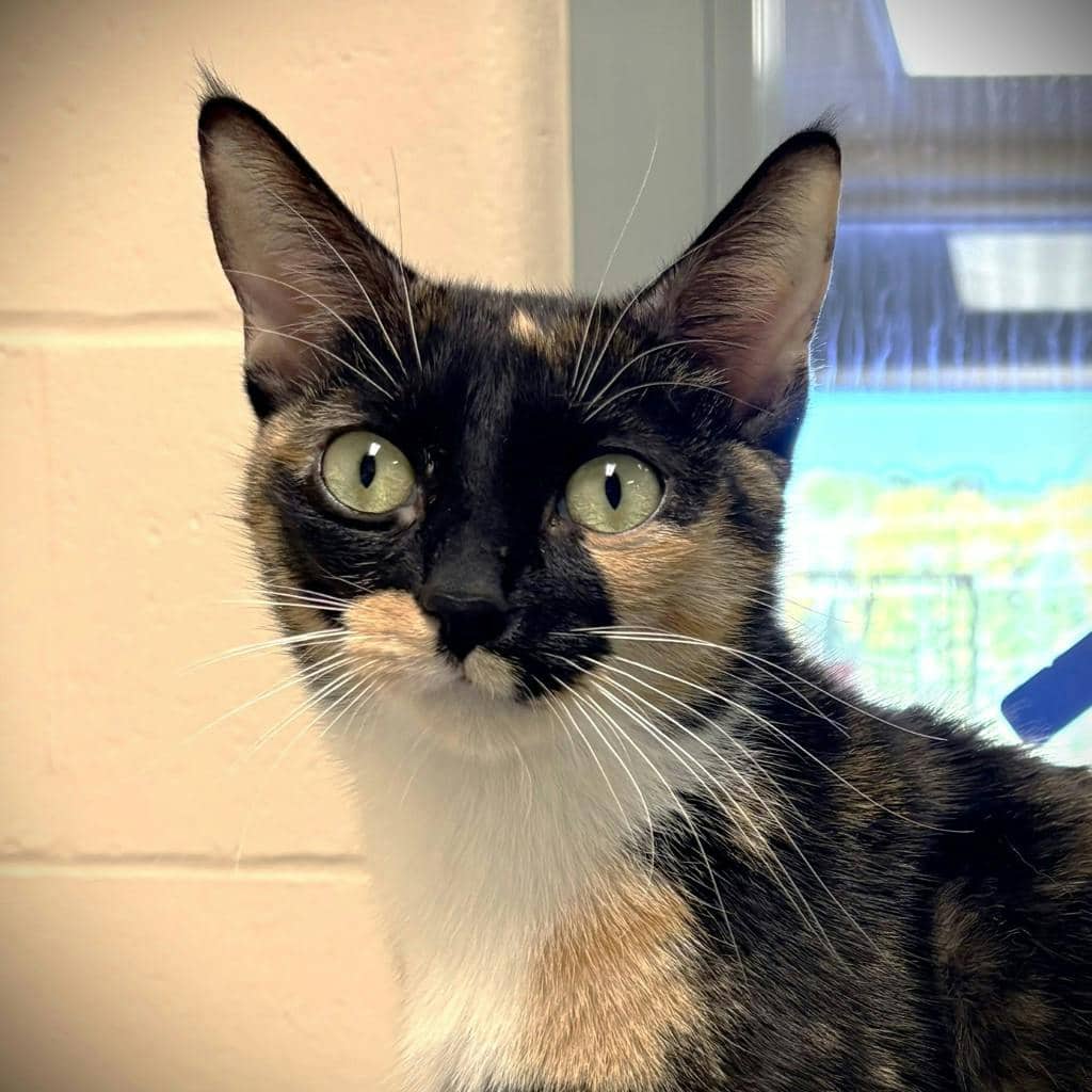 Potato (@ Pet Valu Bracebridge 118w) - Domestic Short Hair cat available for adoption at Ontario SPCA (Central Ontario) in Bracebridge