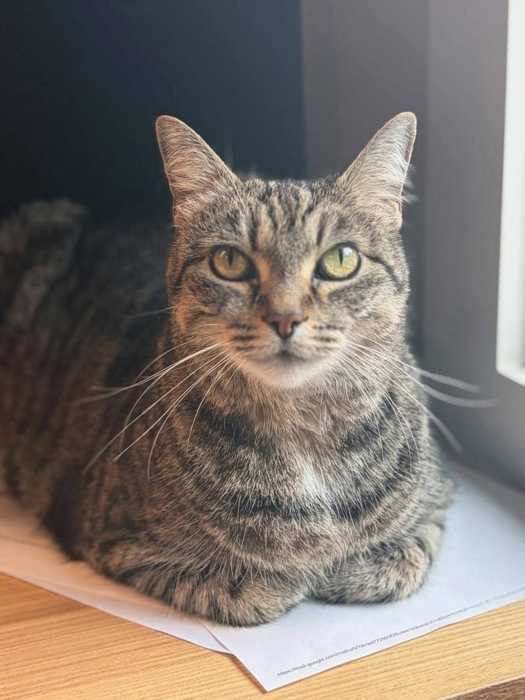 Jesse - Domestic Short Hair cat available for adoption at Ontario SPCA (Central Ontario) in Bracebridge