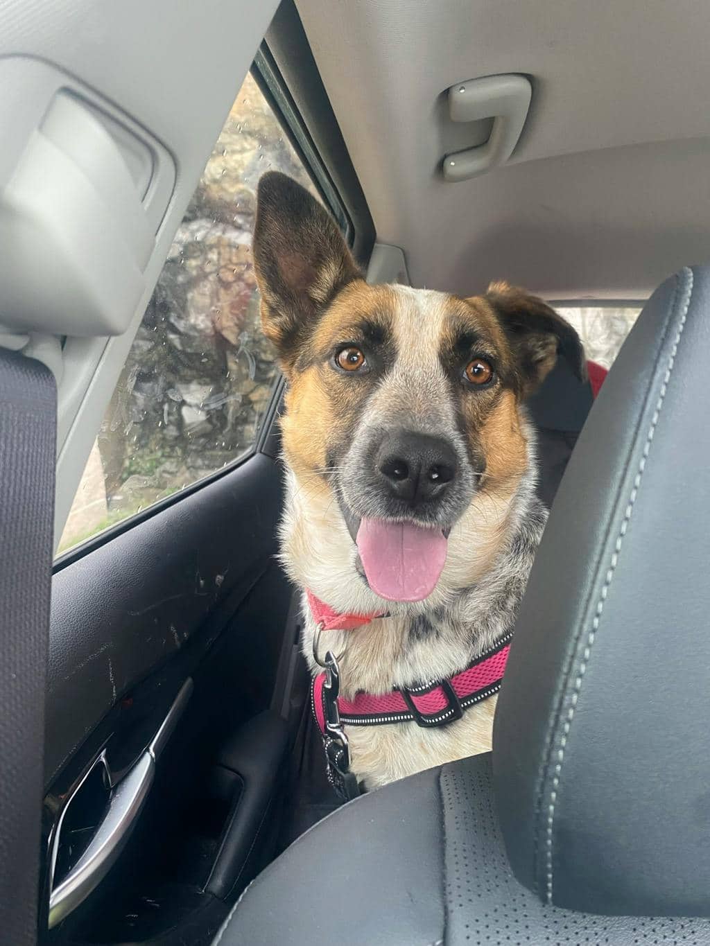 Ellie - Blue Heeler available for adoption in Ontario