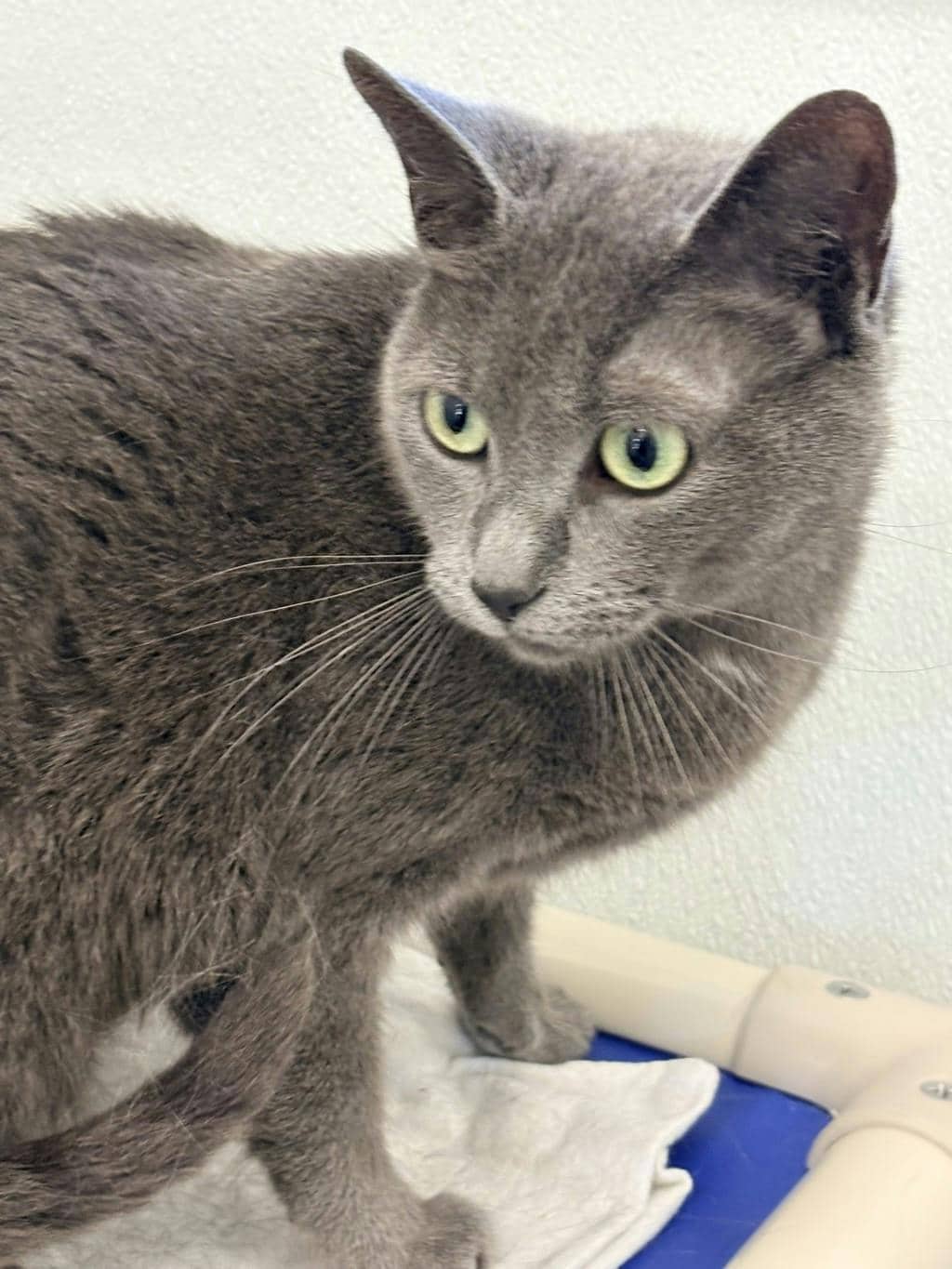 Shadow - Domestic Short Hair cat available for adoption at Ontario SPCA (Ottawa Area) in Brockville