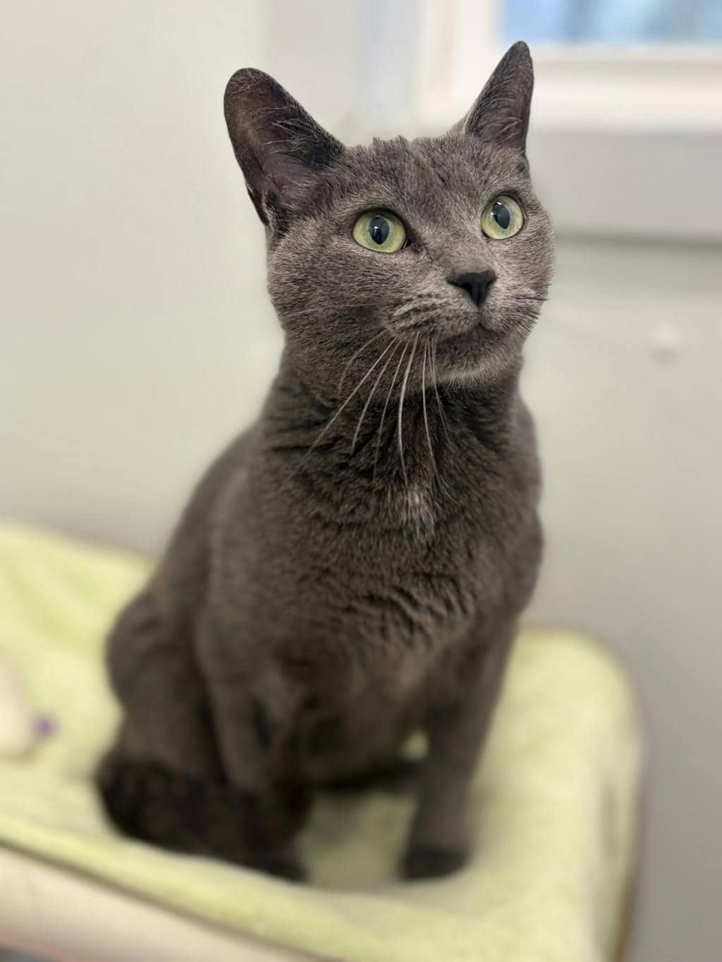 Shadow - Domestic Short Hair available for adoption