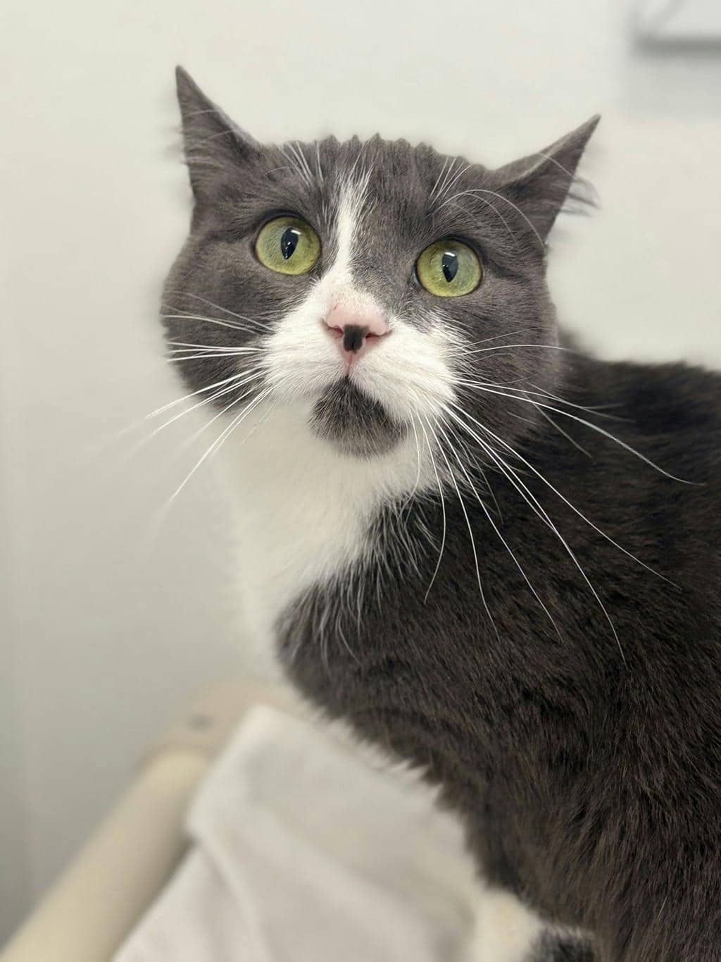Willow - Domestic Short Hair available for adoption