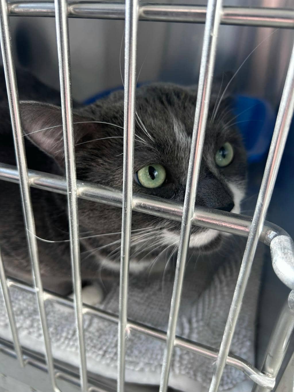 Seven - Domestic Short Hair cat available for adoption at Ontario SPCA (Toronto Area) in Stouffville