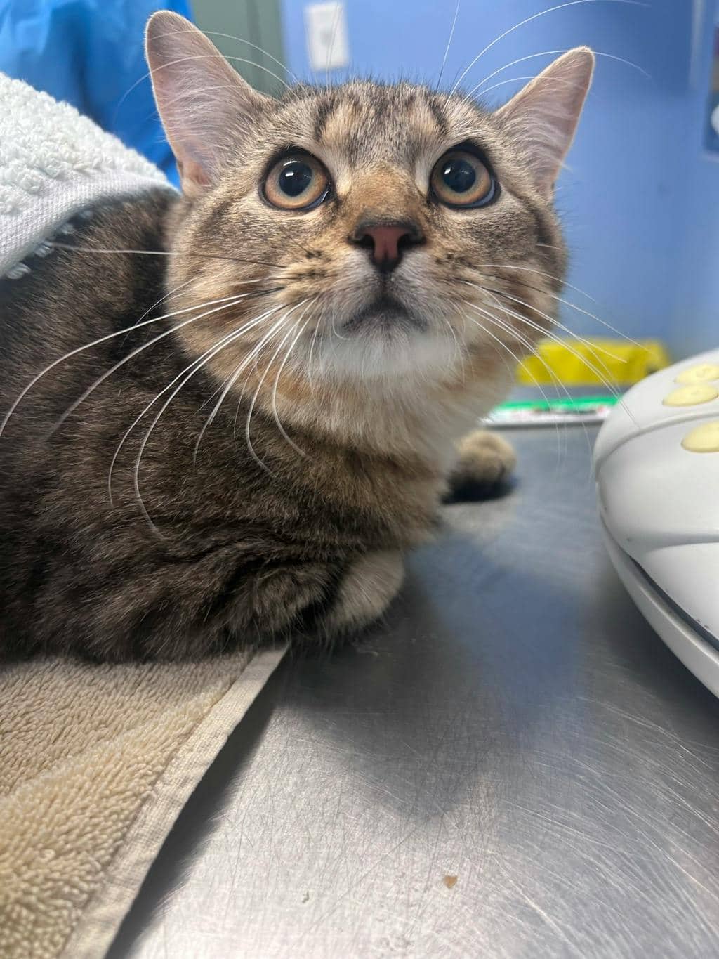 Preston - Domestic Short Hair available for adoption