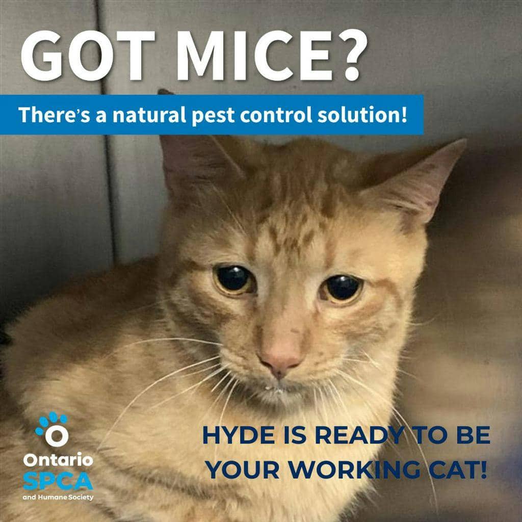 Hyde - Domestic Short Hair cat available for adoption at Ontario SPCA (Central Ontario) in Barrie