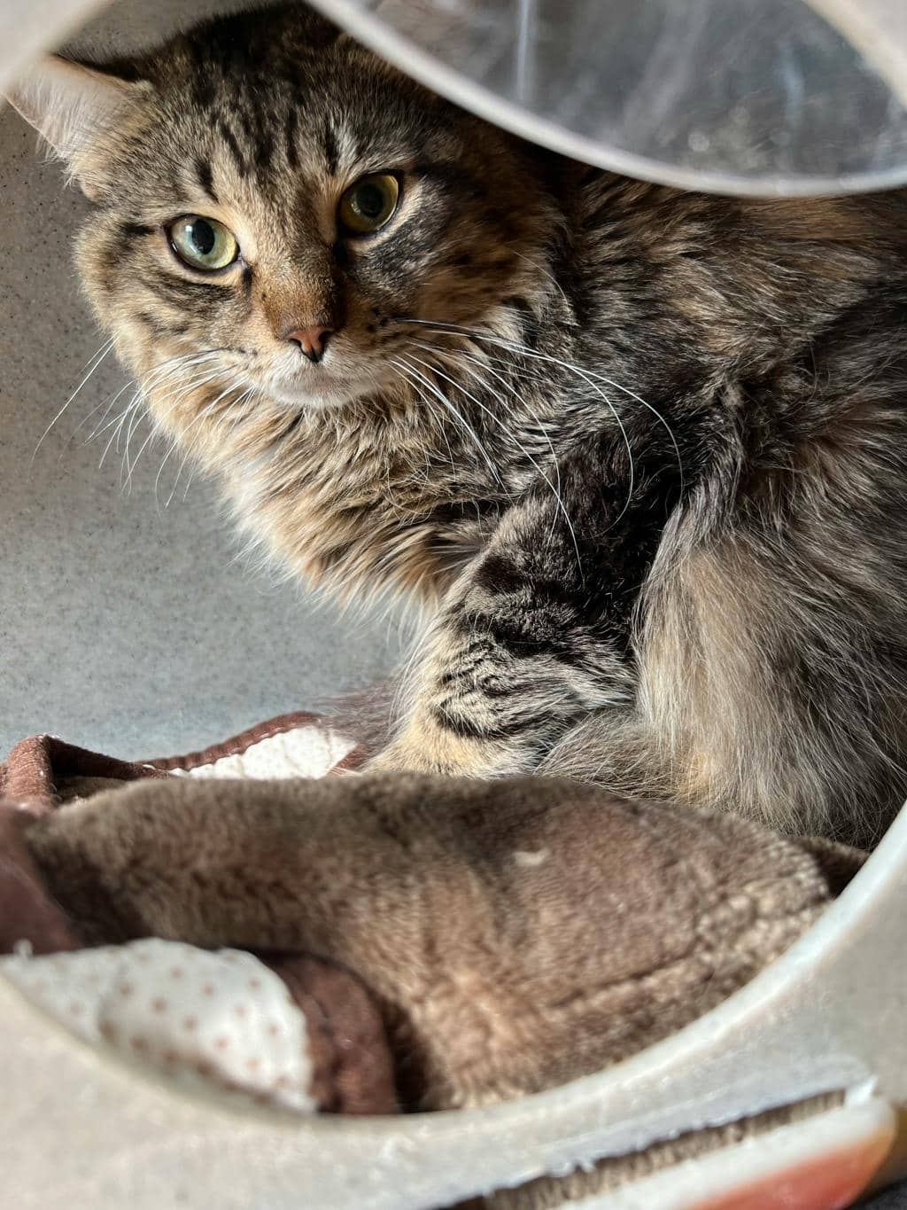 Luffy (working Cat) - Domestic Medium Hair available for adoption