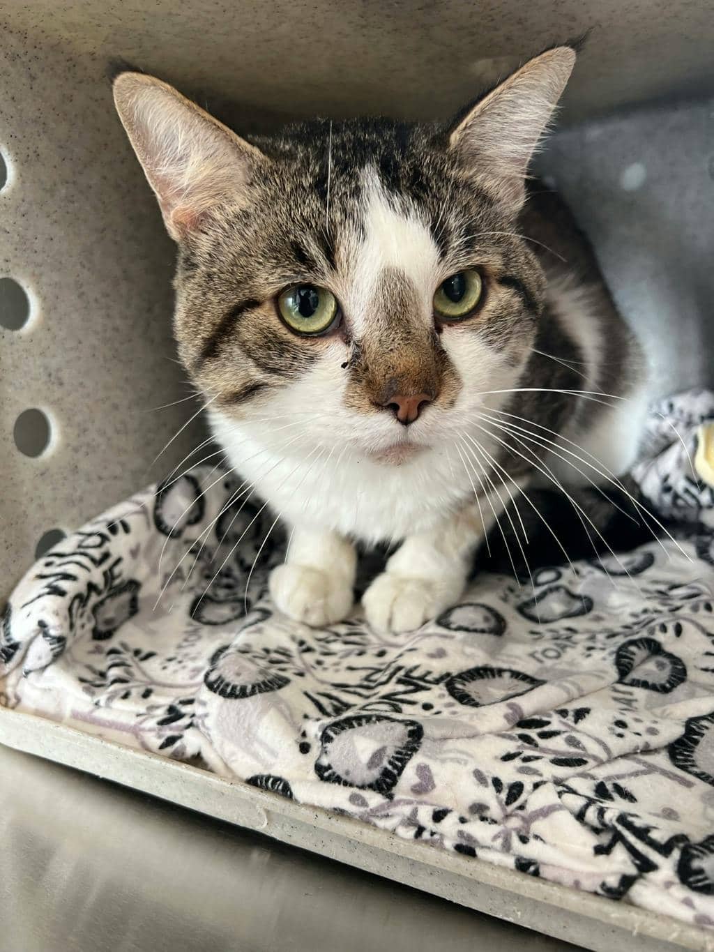 Nami - Domestic Short Hair cat available for adoption at Ontario SPCA (Toronto Area) in Stouffville