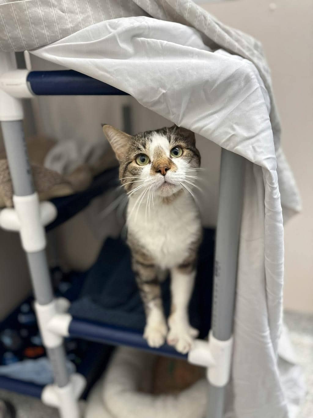 Nami - Domestic Short Hair available for adoption